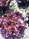 Bio Salat
