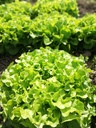 Bio Salat