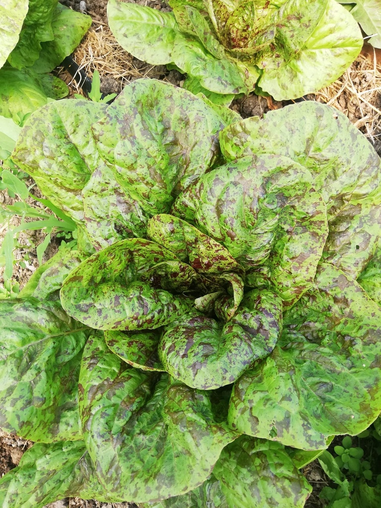Bio Salat