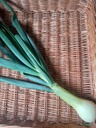 Bio Gemüse-/Jungzwiebel
