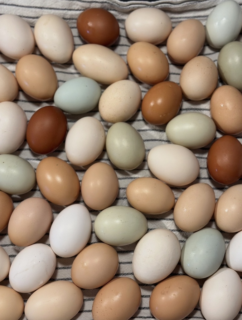 Bio-Eier 10Stk.