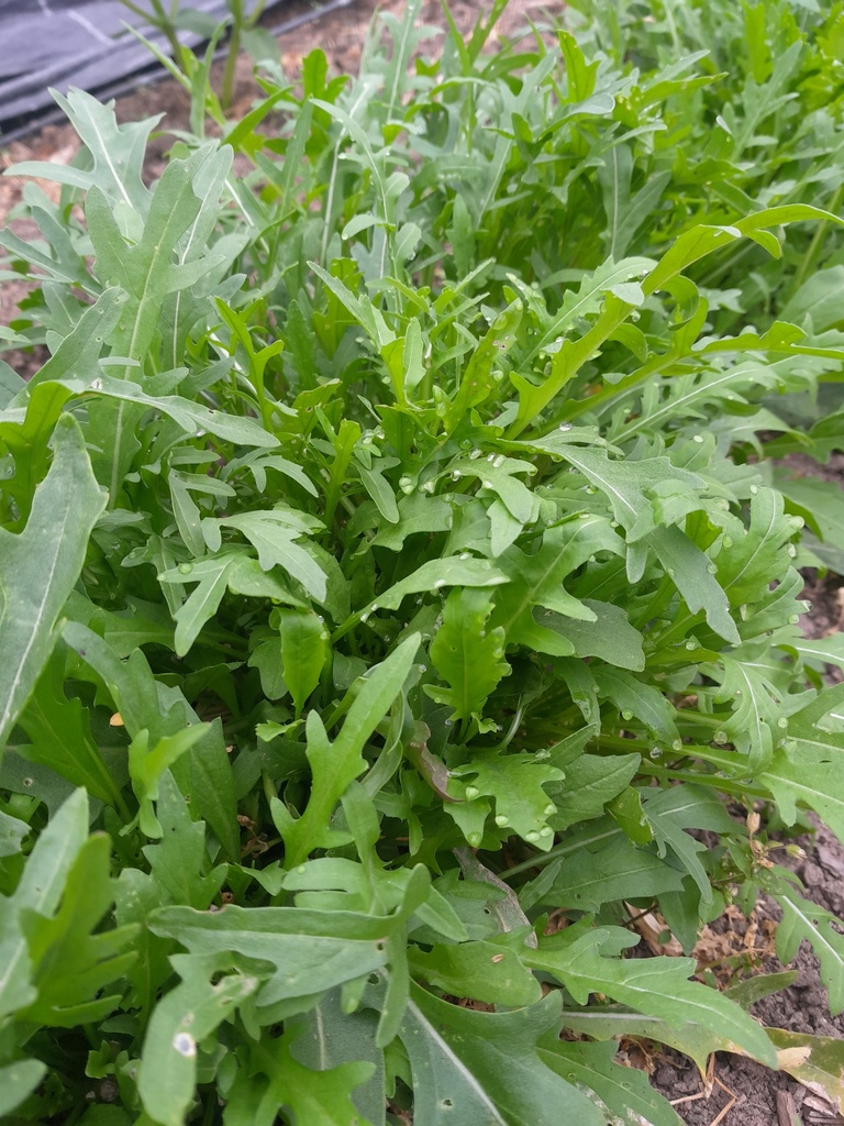 Bio-Ruccola 100g