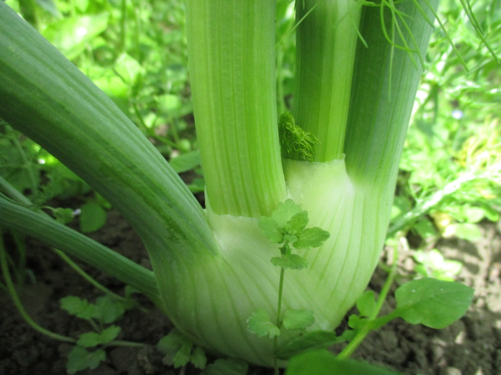 Bio-Fenchel