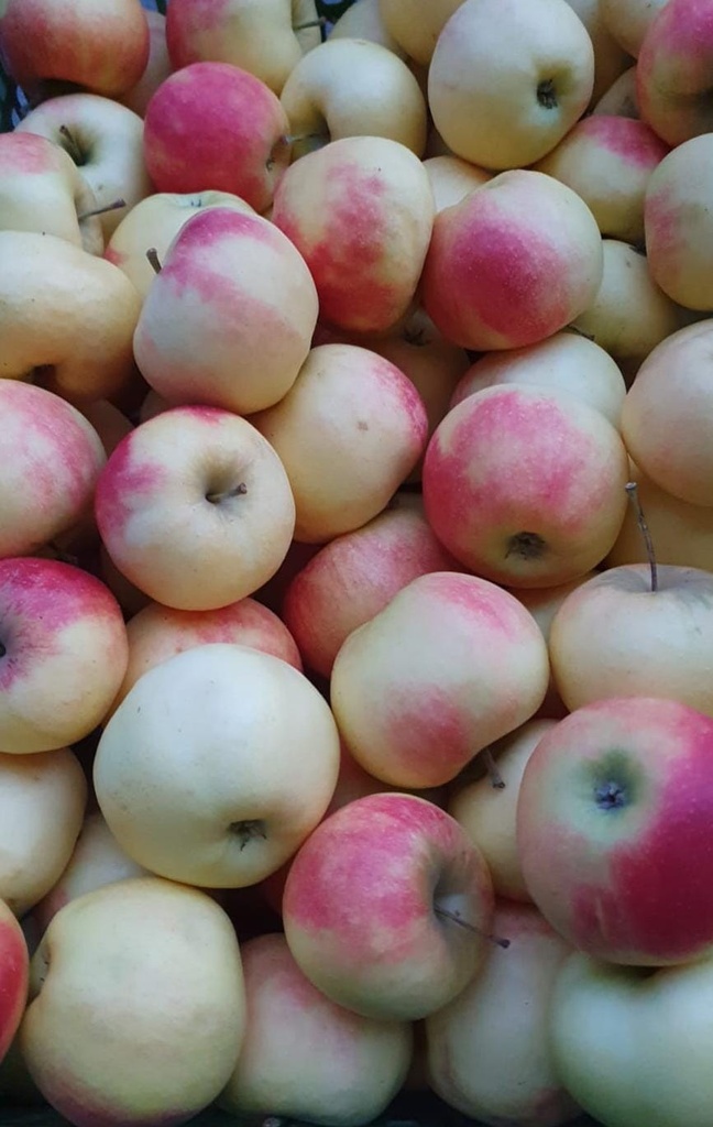 Äpfel Elstar 1kg