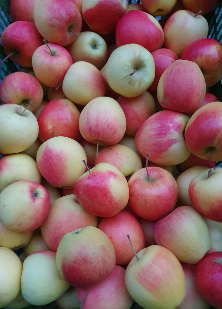 Äpfel Pinova 1kg