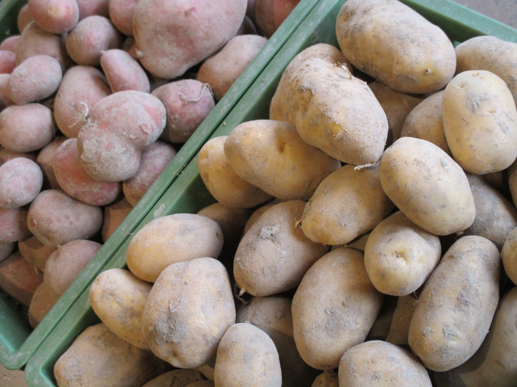 Bio-Kartoffeln speckig 1kg