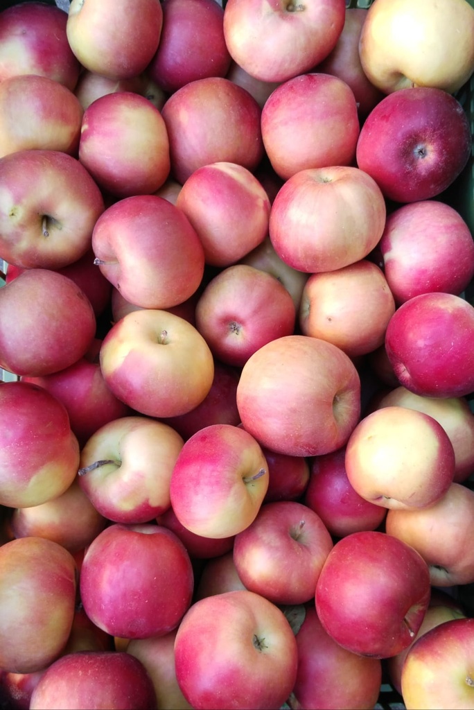 Äpfel Idared 1kg