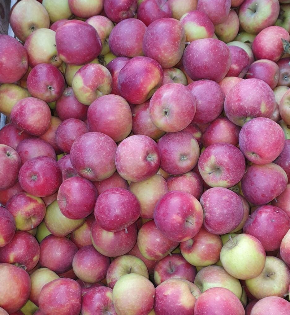 Äpfel Dalinette 1kg