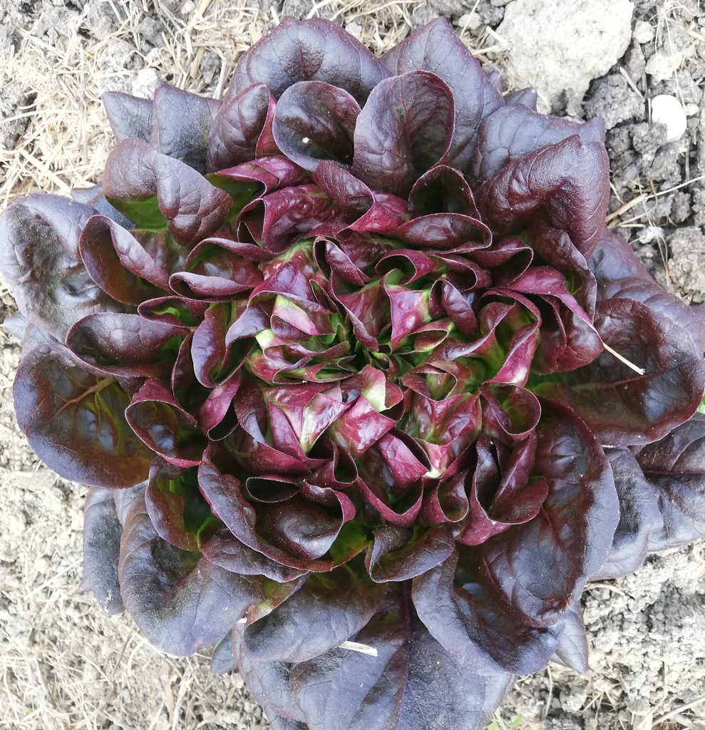 Bio Salat