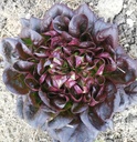 Bio Salat