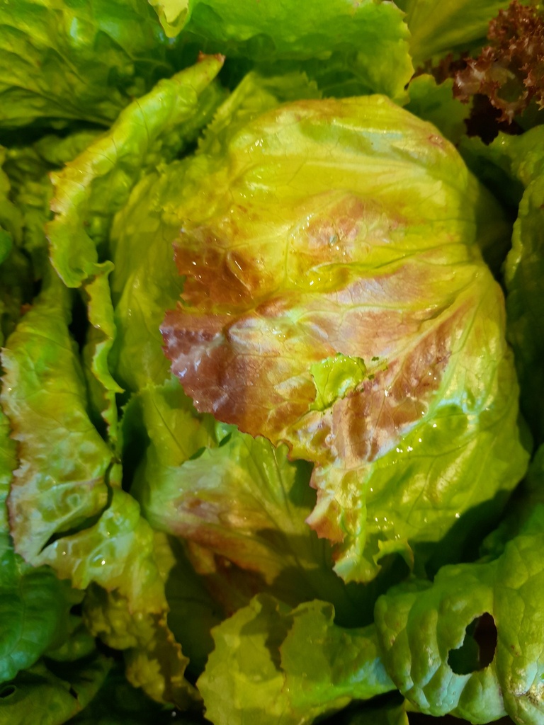 Bio-Bologneser "Grazer Krauthäupl"