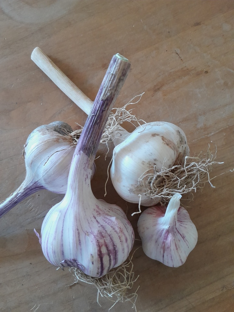 Bio- Knoblauch ca. 250g