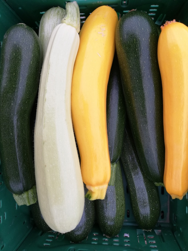 Bio Zucchini ca. 0,5kg (2 Stk)