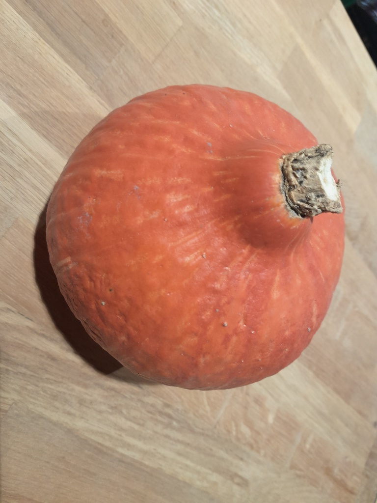 Bio-Kürbis Hokkaido