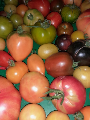 Bio Tomaten-Raritäten 500g