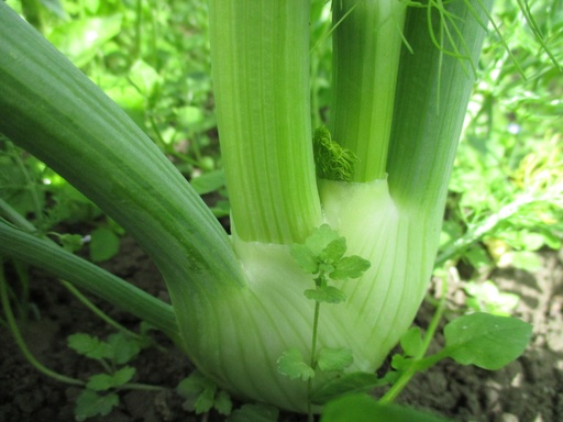 Bio-Fenchel