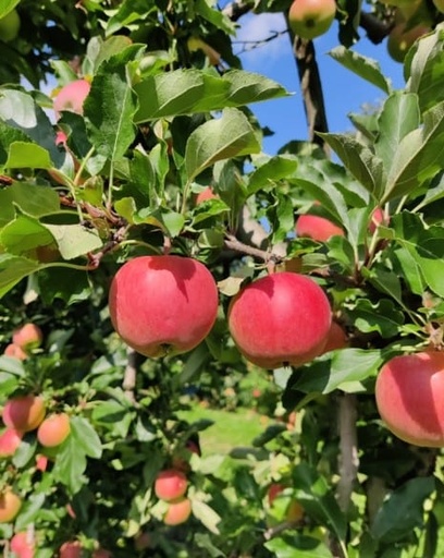 Äpfel gemischt 1kg