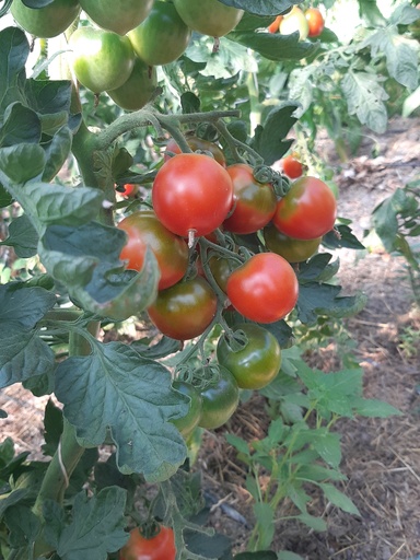 Bio-Tomatenpflanze "Ruthje"