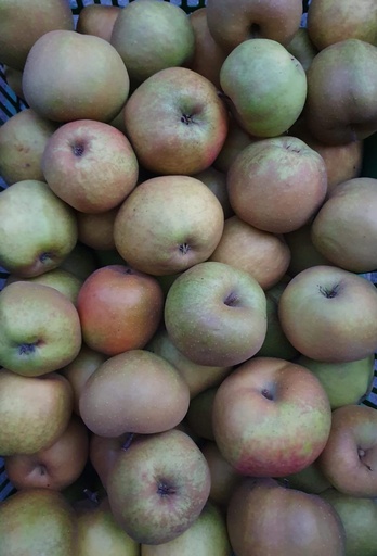 Äpfel Boskoop 1kg