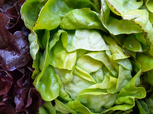 Bio-Kopfsalat