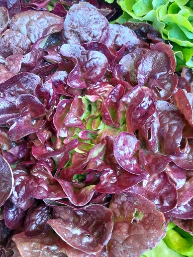 Bio-Eichblatt rot