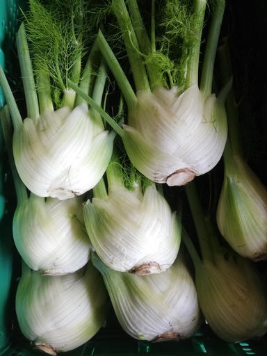 Bio Fenchel