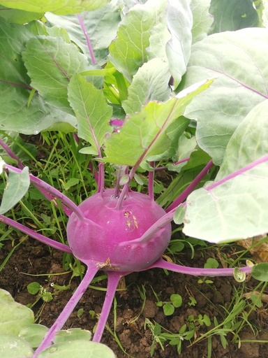 Bio Kohlrabi