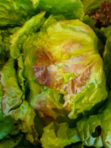 Bio-Bologneser "Grazer Krauthäupl"