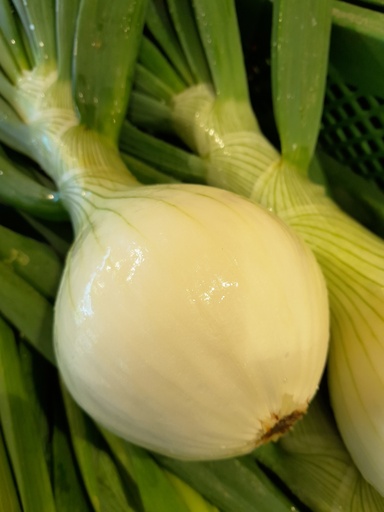 Bio-Gemüsezwiebel