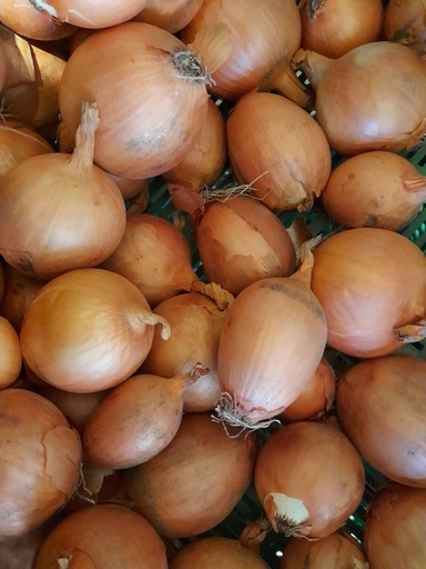 Bio-Zwiebel gelb 1 kg
