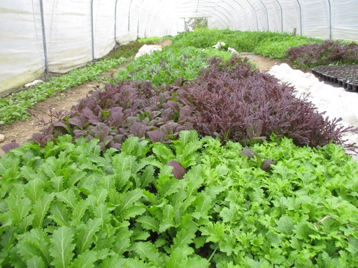 Bio-Winterschnittsalat 100g