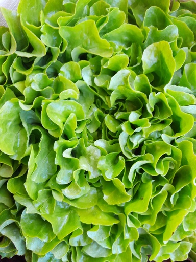Bio-Eichblatt grün