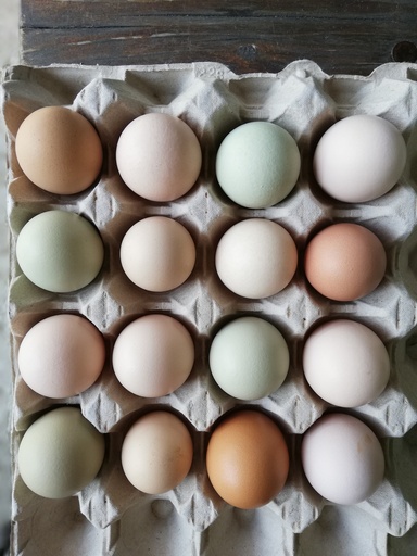 Bunte Bio Eier, 6 Stk.