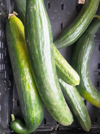 Bio Schlangengurke