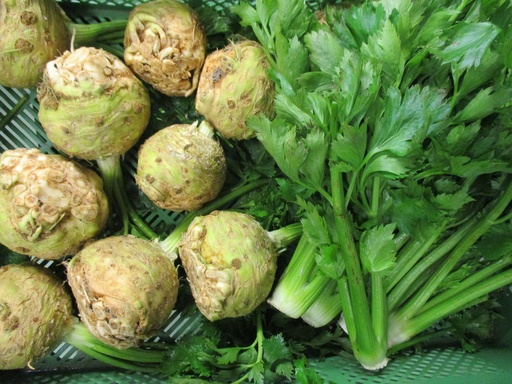 Bio-Stangensellerie